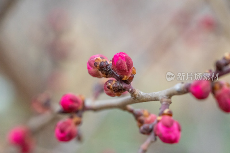 含苞待放的梅花