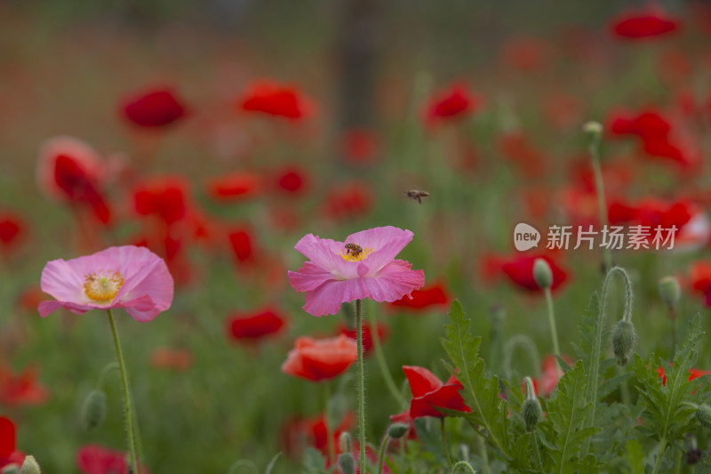 虞美人秋英花 花海 蜜蜂