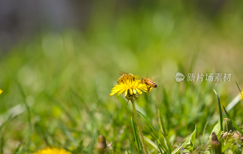 草地蒲公英上的蜜蜂采蜜