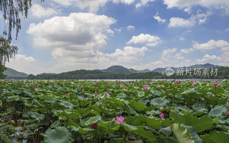 浙江省杭州市西湖景区