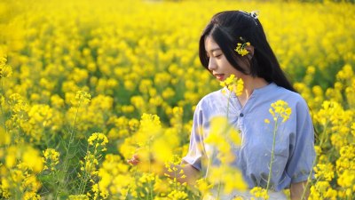 唯美小清新油菜花海里少女闻花香女孩抚摸花