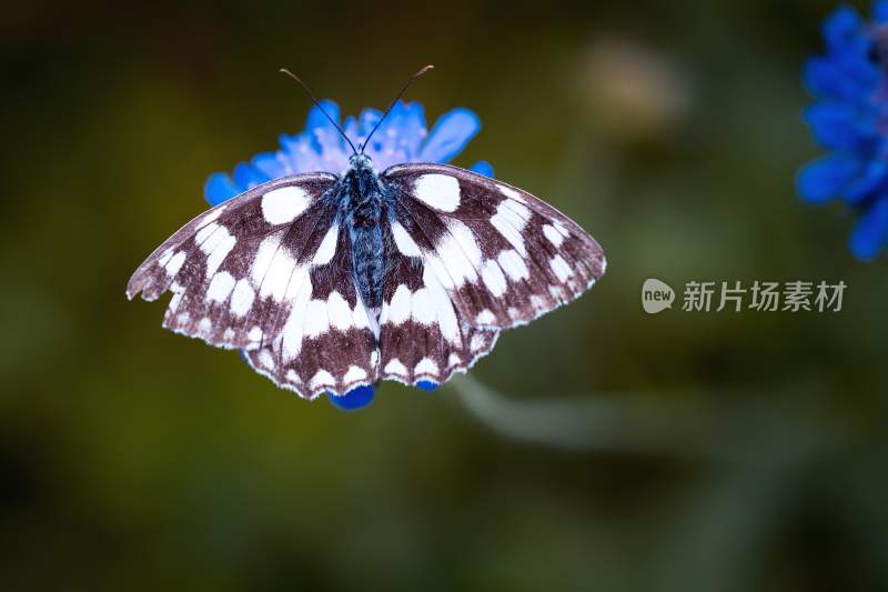 蝴蝶采蜜，觅食的蝴蝶