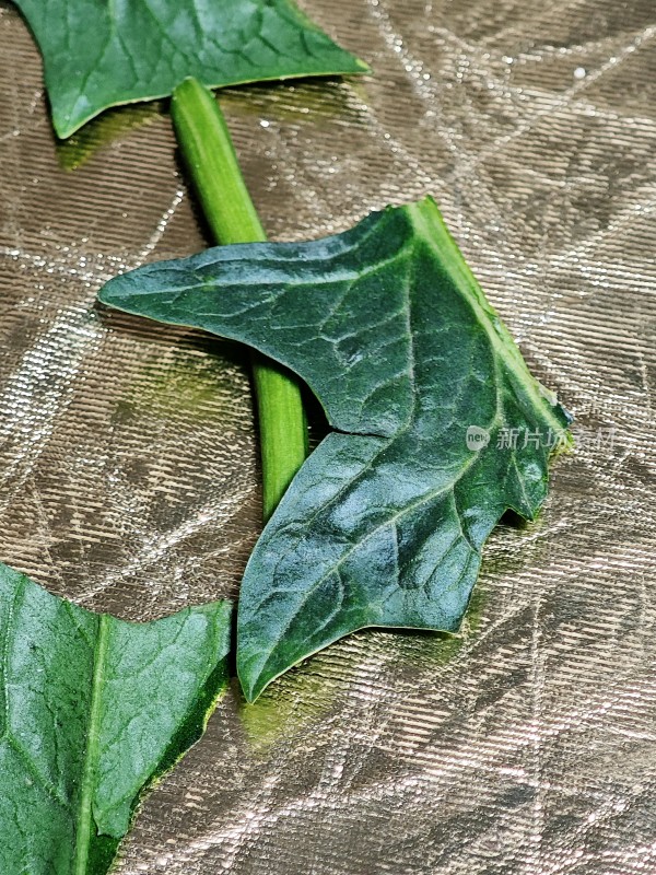 新鲜菠菜叶特写