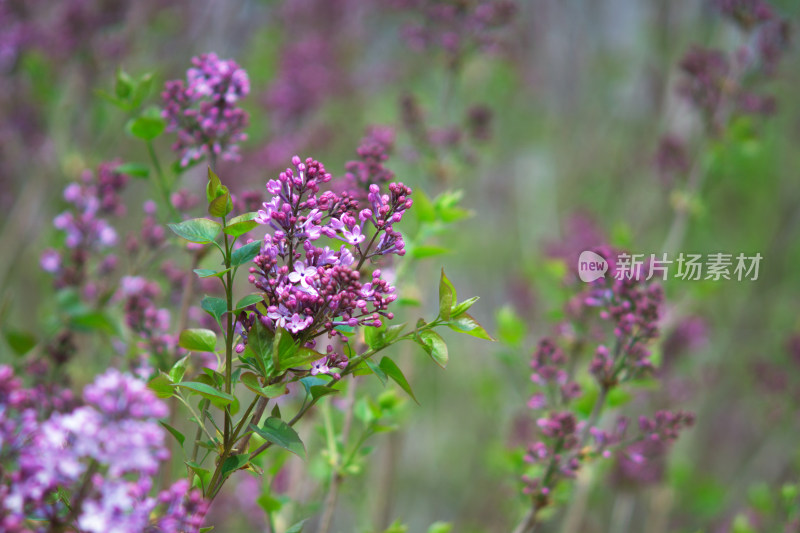 漂亮的丁香花即将开放