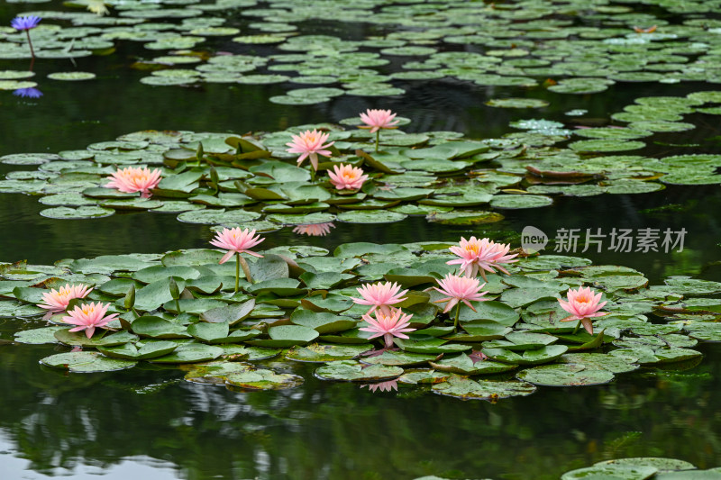 夏天睡莲开花