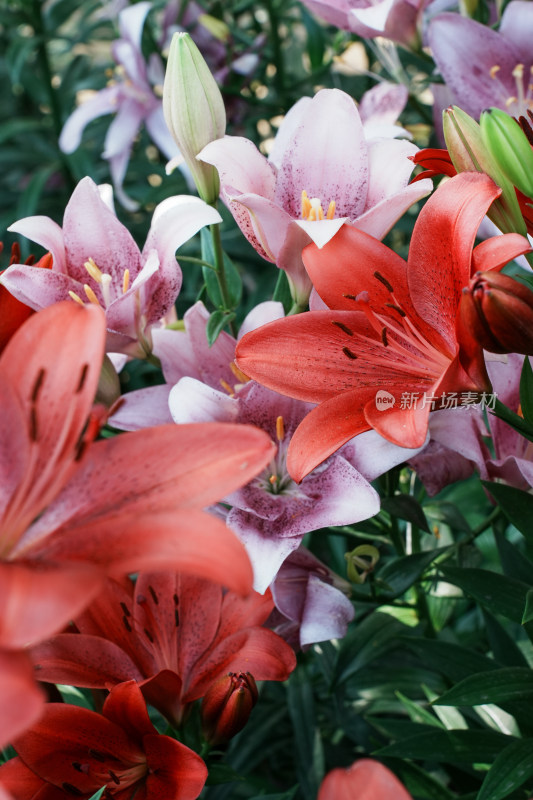 北京花乡公园百合花