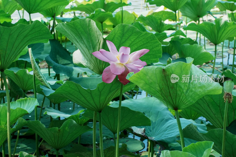 北京圆明园夏天盛开的荷花