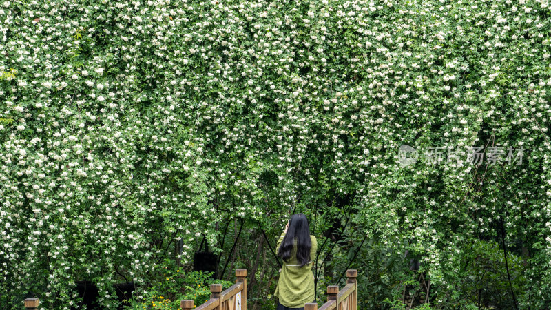 四川省成都植物园的木香花瀑布