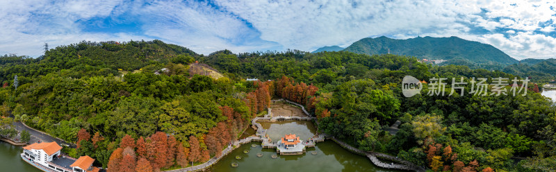 深圳仙湖植物园落羽杉航拍全景