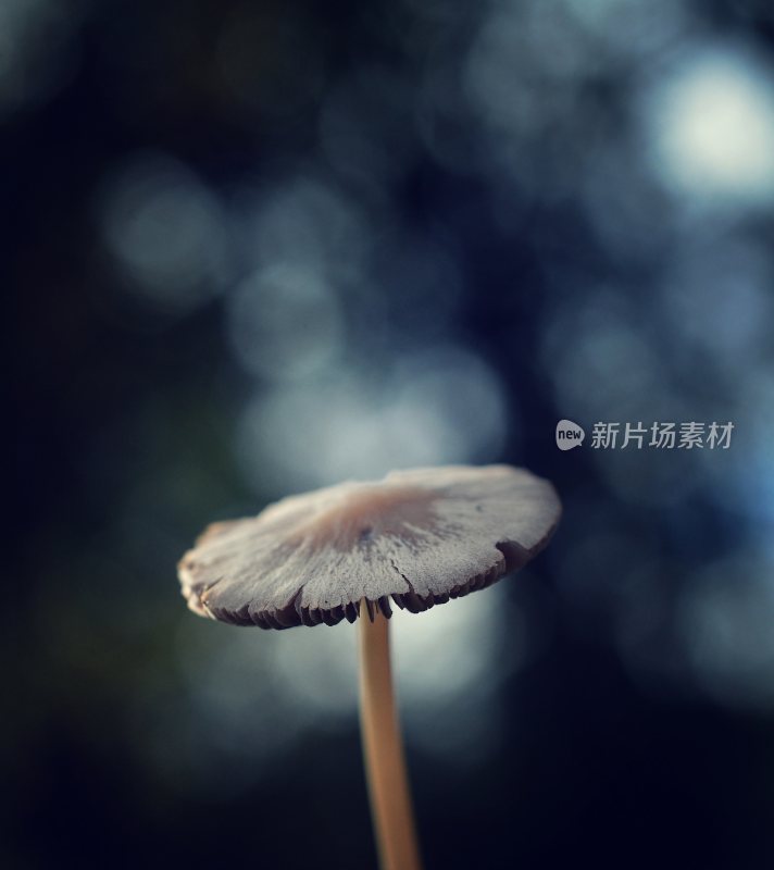 野生菌蘑菇生长环境菌类山菌野生菌