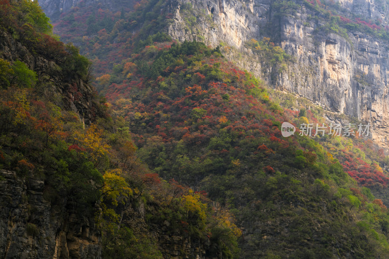 重庆市巫山县悬崖峭壁上的红叶彩林