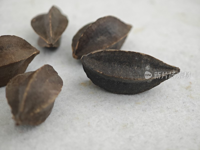 五角桃植物种子特写