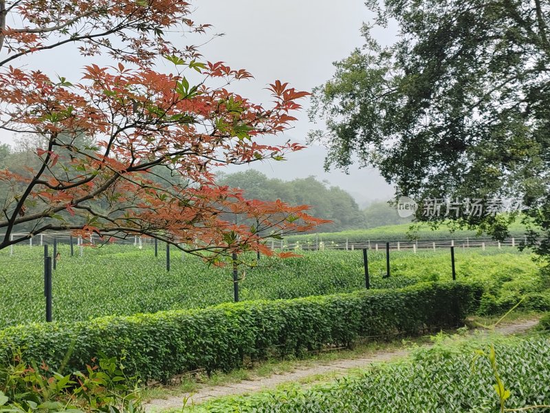 红叶点缀的绿植田地自然风景