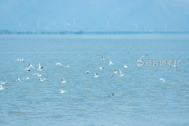 海面上飞翔的海鸥