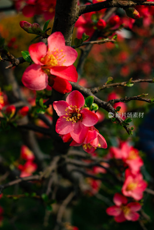 特写绽放的红色花卉