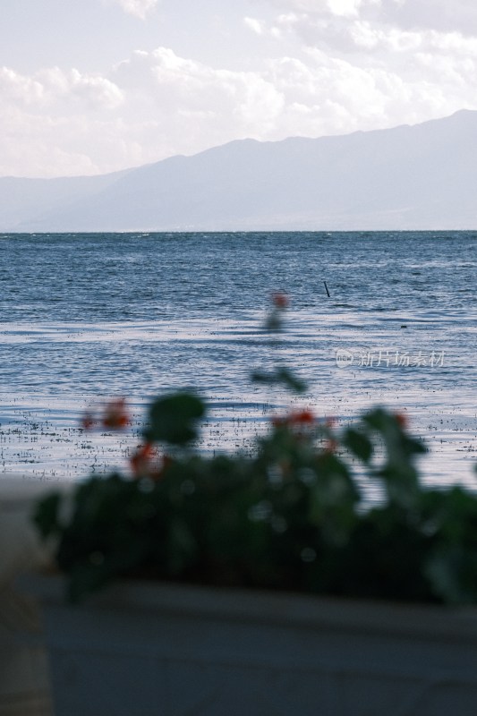 近海风景与前景绿植