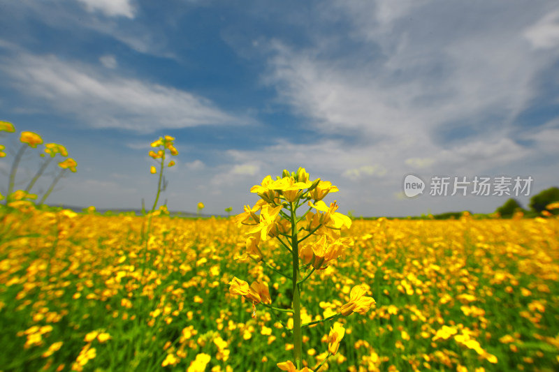 夏天的花草