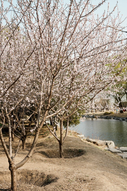 圆明园春天桃花桃树