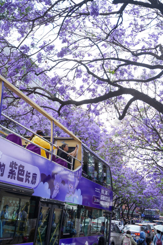 昆明蓝花楹盛开