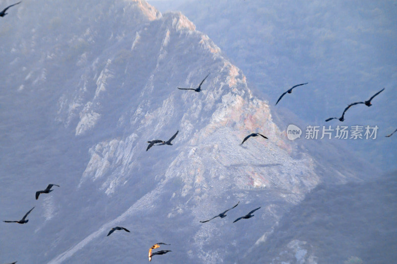 洛阳洛河边湿地里空中飞翔的鱼鹰（鸬鹚）