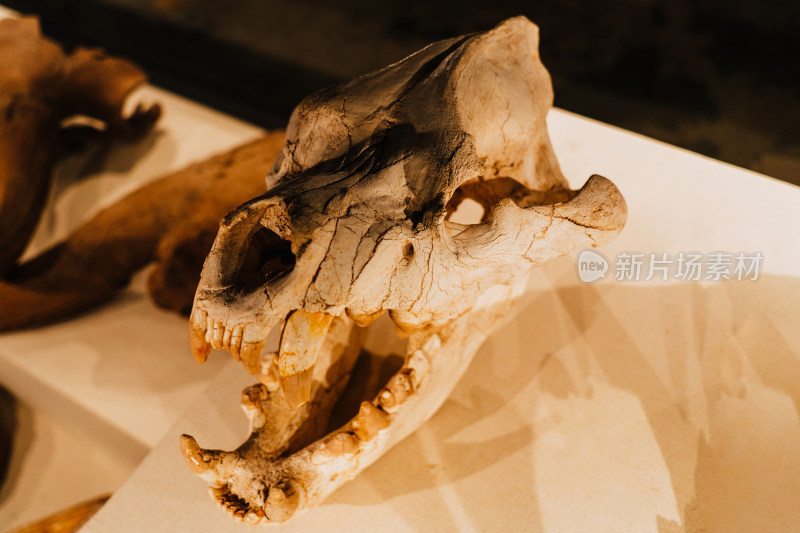 二连浩特中国古生物博物馆