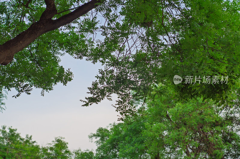 仰视视角绿树繁茂枝叶