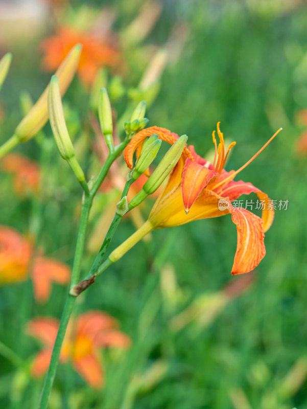 春天的黄花菜花金针菜花萱草花