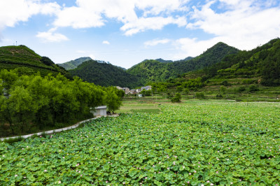 浙江千岛湖左口乡岭下村荷花景区