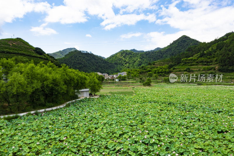 浙江千岛湖左口乡岭下村荷花景区