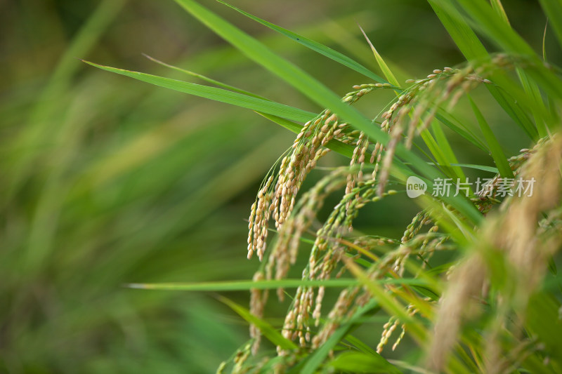 乡野间茂盛生长颗粒即将饱满的水稻特写