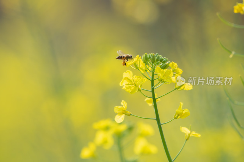 春天油菜花和蜜蜂