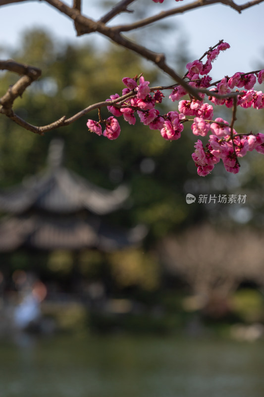 杭州花港观鱼枝头绽放的梅花特写