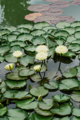 北京国家植物园睡莲