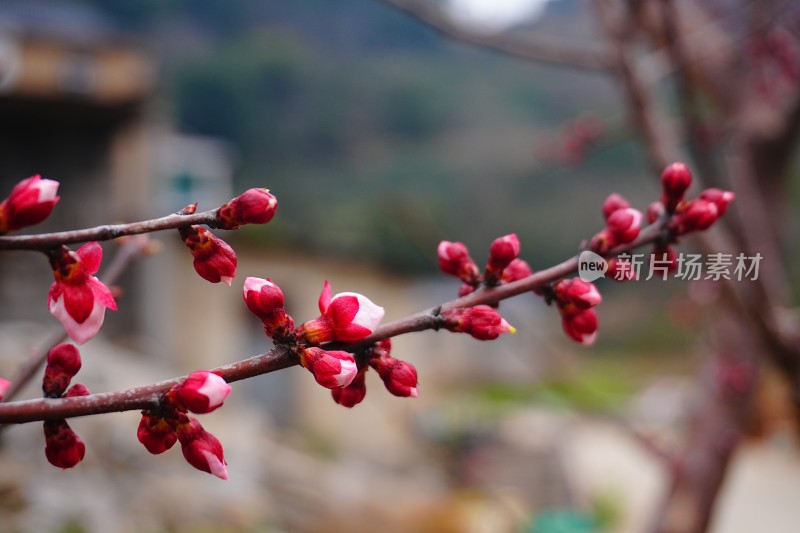 枝头上含苞待放的红梅花花苞