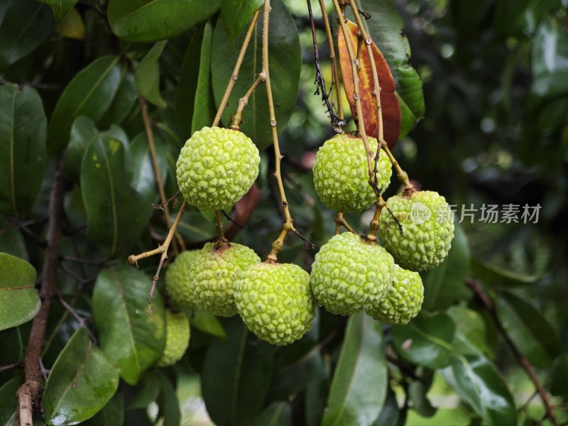 枝头未成熟的绿色荔枝