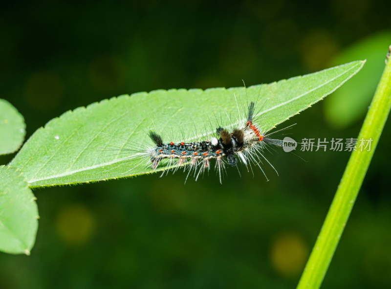 植物上的毛虫特写镜头