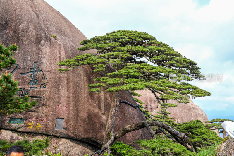 黄山迎客松