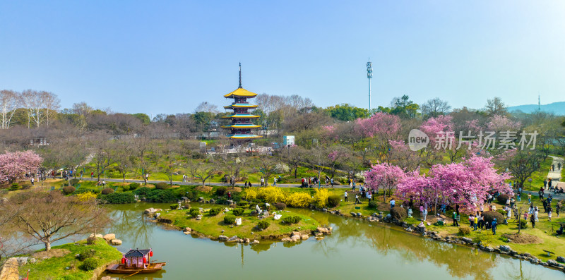 武汉东湖樱花园的早樱景色