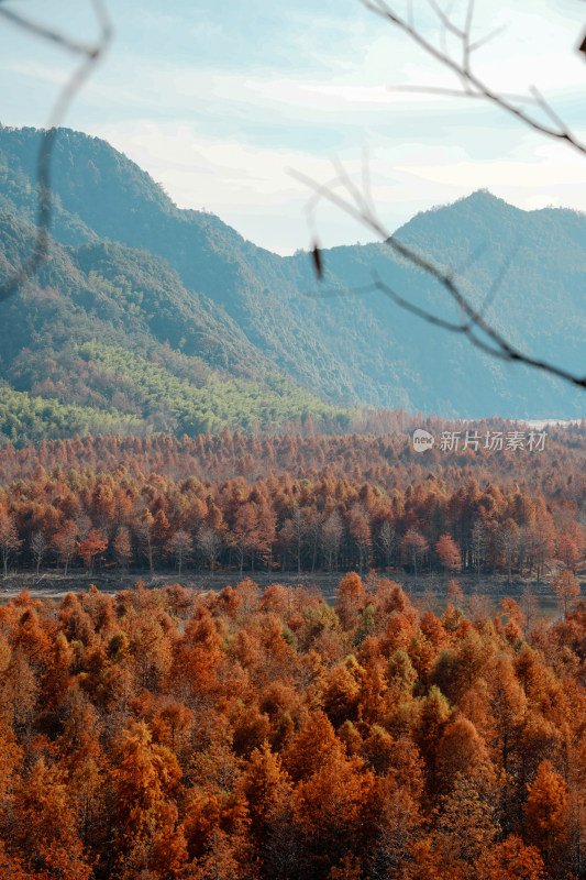 山林间色彩斑斓的红杉林秋景