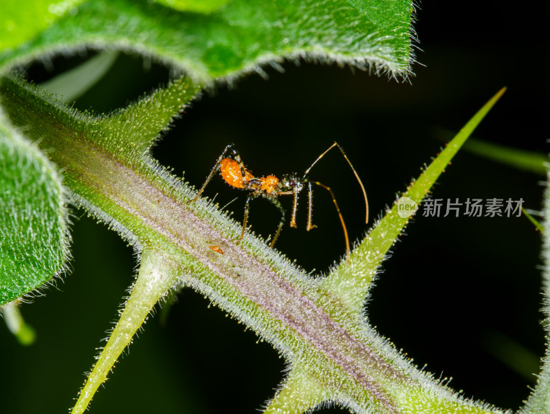 带刺植物上的红褐色猎蝽特写