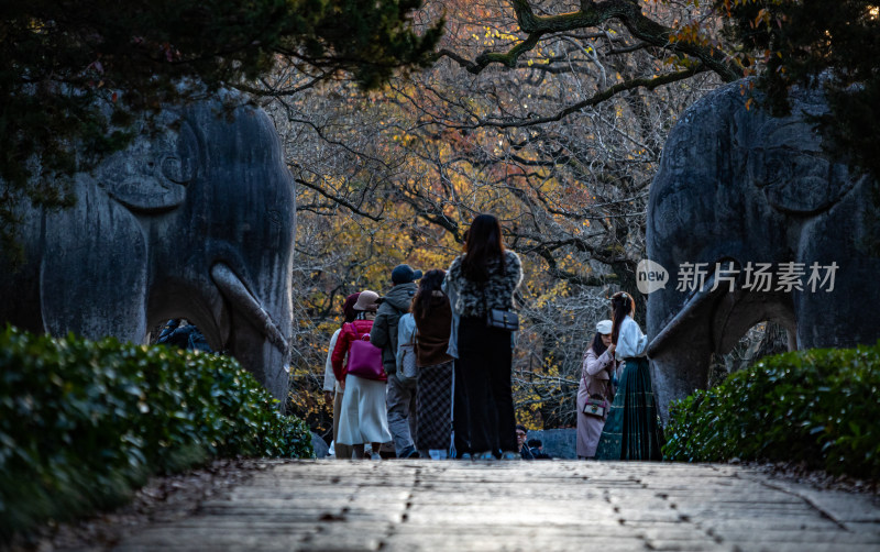 游客参观南京明孝陵石象路神道石像古迹场景