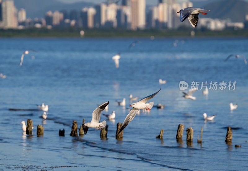 深圳湾海鸥在海面上方飞翔