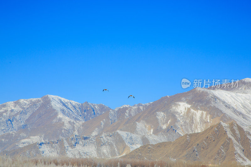 中国西藏冬季蓝天下迁徙的鸟类飞越雪山