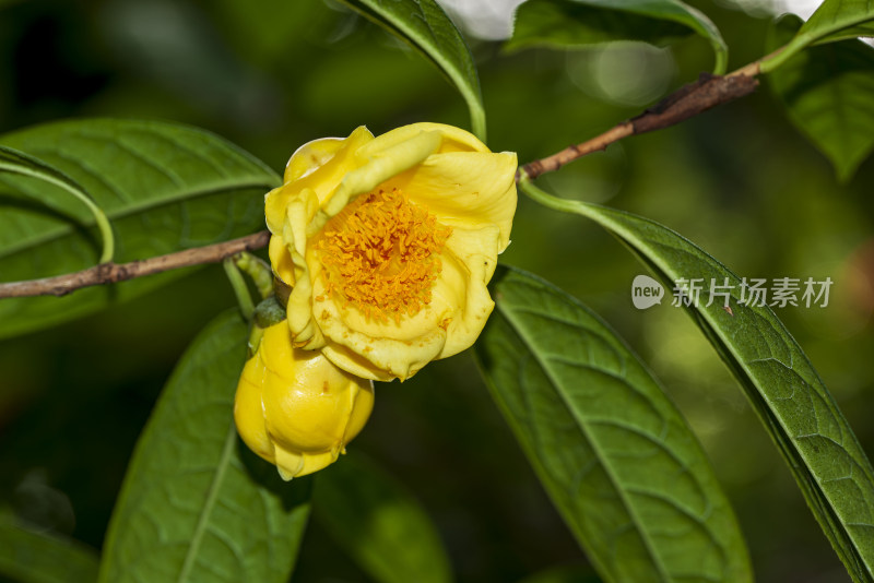 花族皇后金花茶