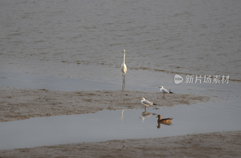 深圳湾候鸟群