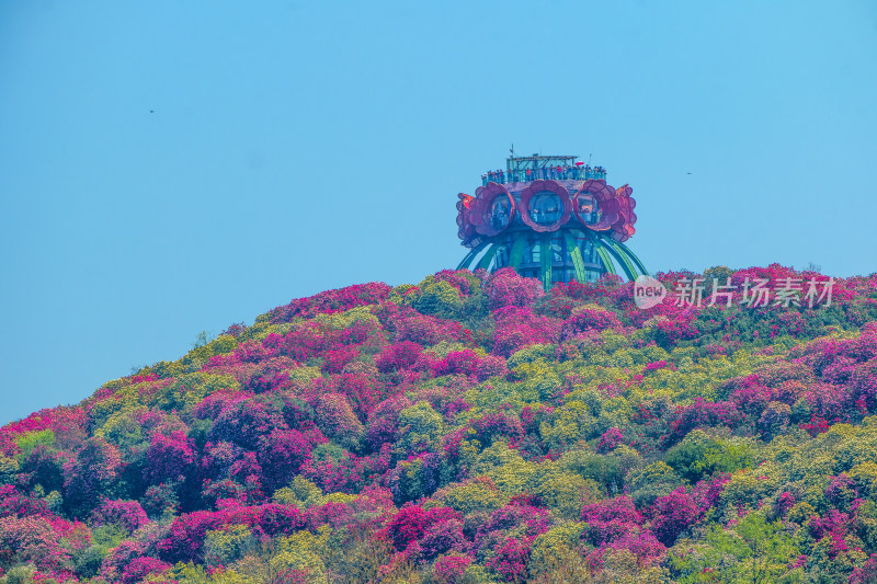 贵州百里杜鹃山间盛开的烂漫杜鹃花