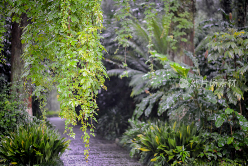 桂林园林植物园雨后悬挂的五叶地锦