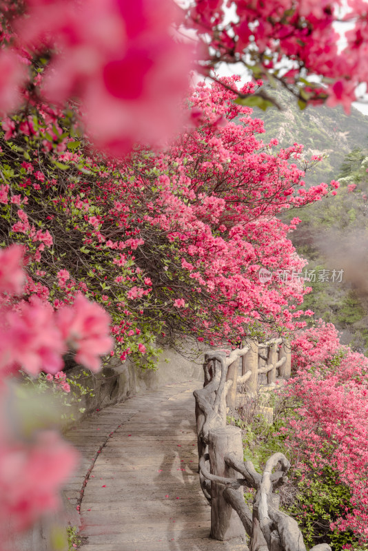 湖北云雾山杜鹃花