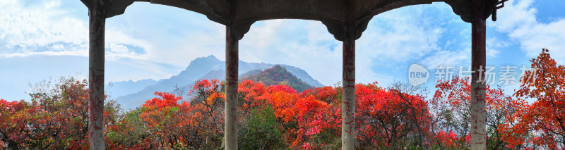 秋天红叶重阳节自然风景山脉森林框架全景图