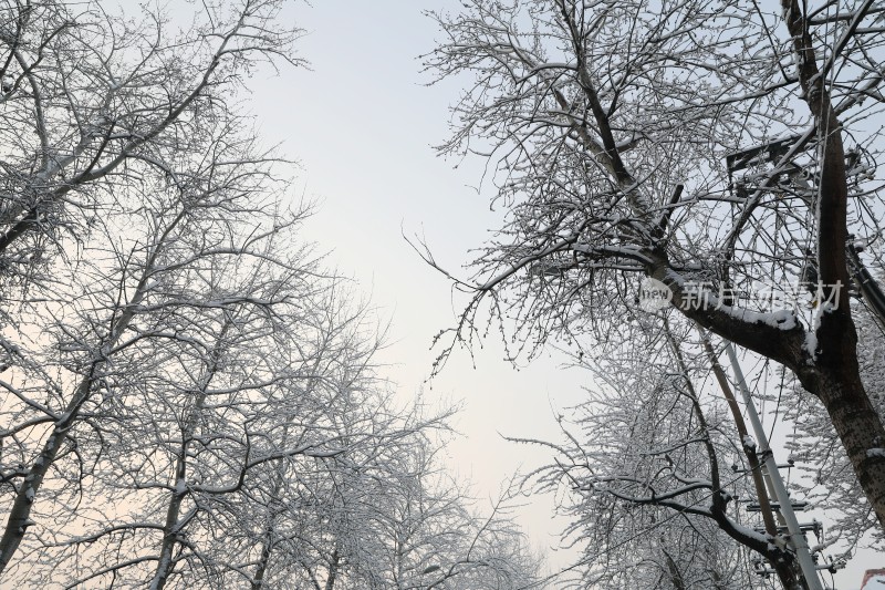 雪地里的树雪景